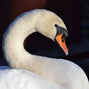 Mute swan in Slottsskogen