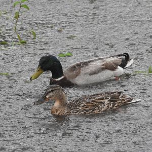Rainy Day Mallards