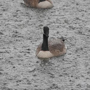 Wet Canada Goose