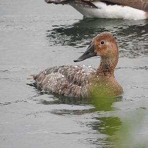 Hen Canvasback
