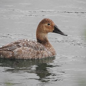 Hen Canvasback