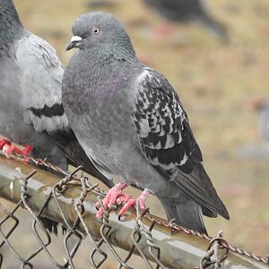 Good ol' Rock Pigeon