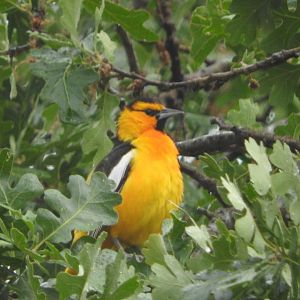 Bullock's Oriole