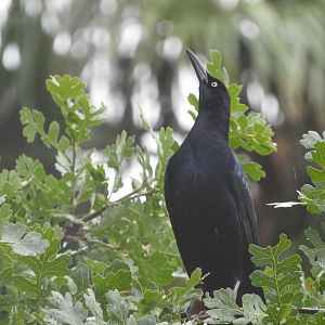 Great-tailed Grackle