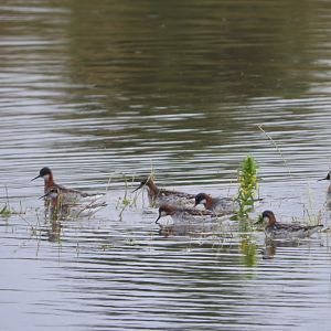 Red-necked Phalaropes