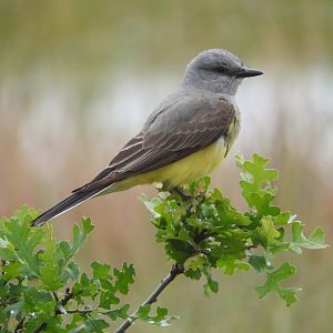 Western Kingbird