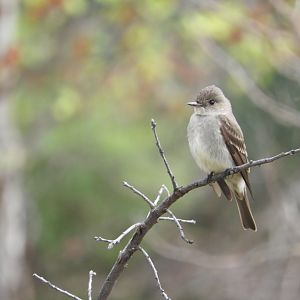 Western Wood-Pewee