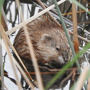 Muskrat