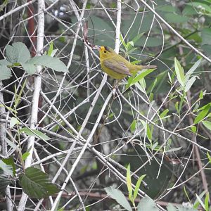 Wilson's Warbler