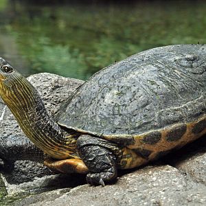 Chinese Stripe-necked Turtle