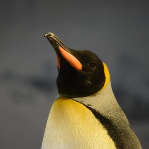 King penguin May 2019