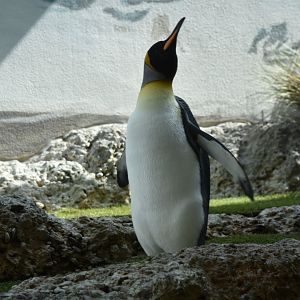 King penguin May 2019