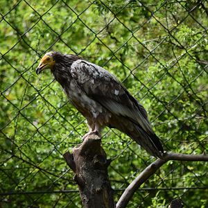 Egyptian vulture May 2019