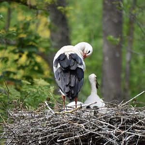 White stork with young May 2019