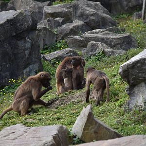 Geladas May 2019