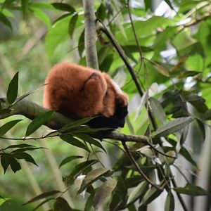 Red ruffed lemur May 2019