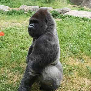 Western Lowland Gorilla