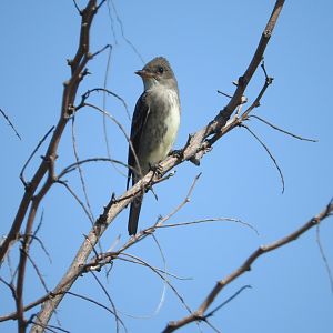 Olive-sided Flycatcher