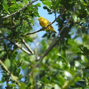 Yellow Warbler