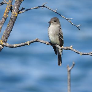 Dusky Flycatcher