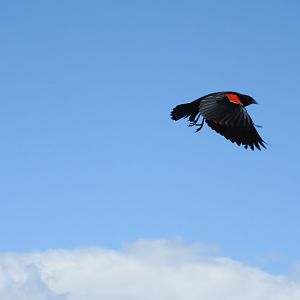 Flight of the Red-wing