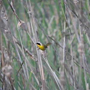 Common Yellowthroat