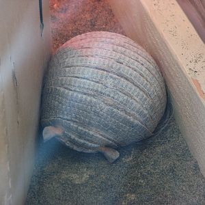 Armadillo sp. -- under discussion