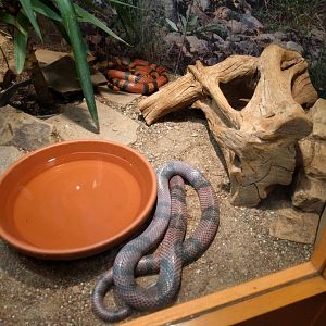 Snake Enclosure
