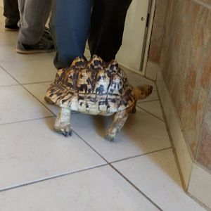 Free ranging Leopard Tortoise