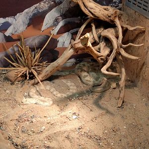 Desert Horned Viper Enclosure