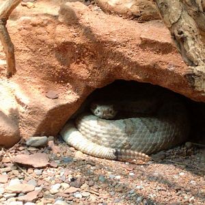 Rattlesnake