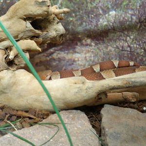 Copperhead snake
