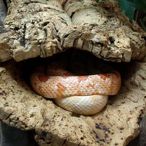 Cornsnake