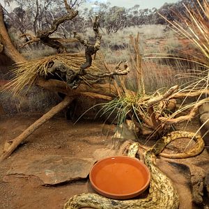 Cape cobra Enclosure