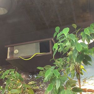 Green Mamba Enclosure