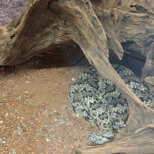 Puff adder