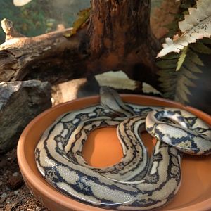 Baby Reticulated Python