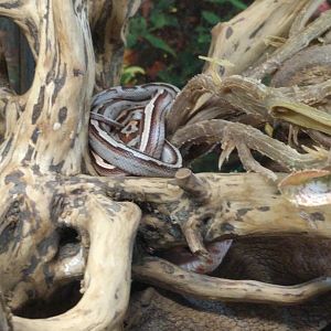 Red Bamboo Racer Enclosure