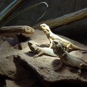 Central Bearded Dragon