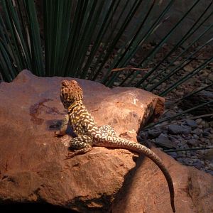 Desert Iguana ID