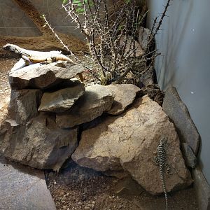 Chucwalla and desert Iguana Enclosure