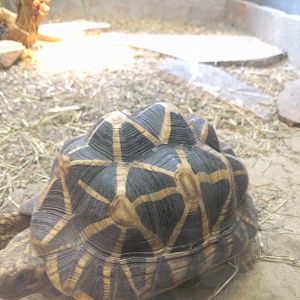 Star Tortoise