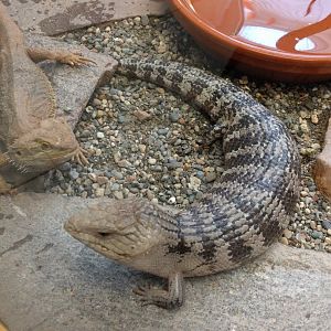 Bluetongue skink