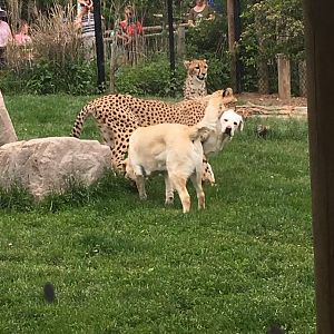 Cheetahs with support dogs