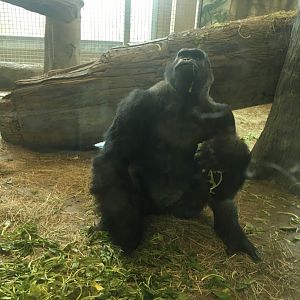 Male gorilla