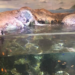 Discovery Reef tank