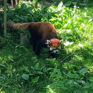 Red panda