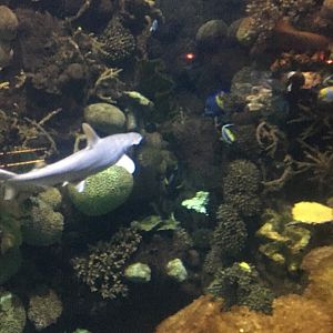 Discovery reef shark tank