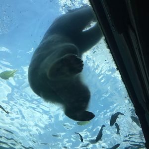 Polar bear underwater