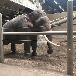 Hank the Asian elephant